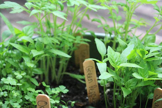 Little Pizza Garden Grow Kit