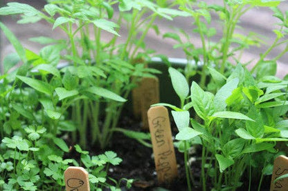 Little Pizza Garden Grow Kit